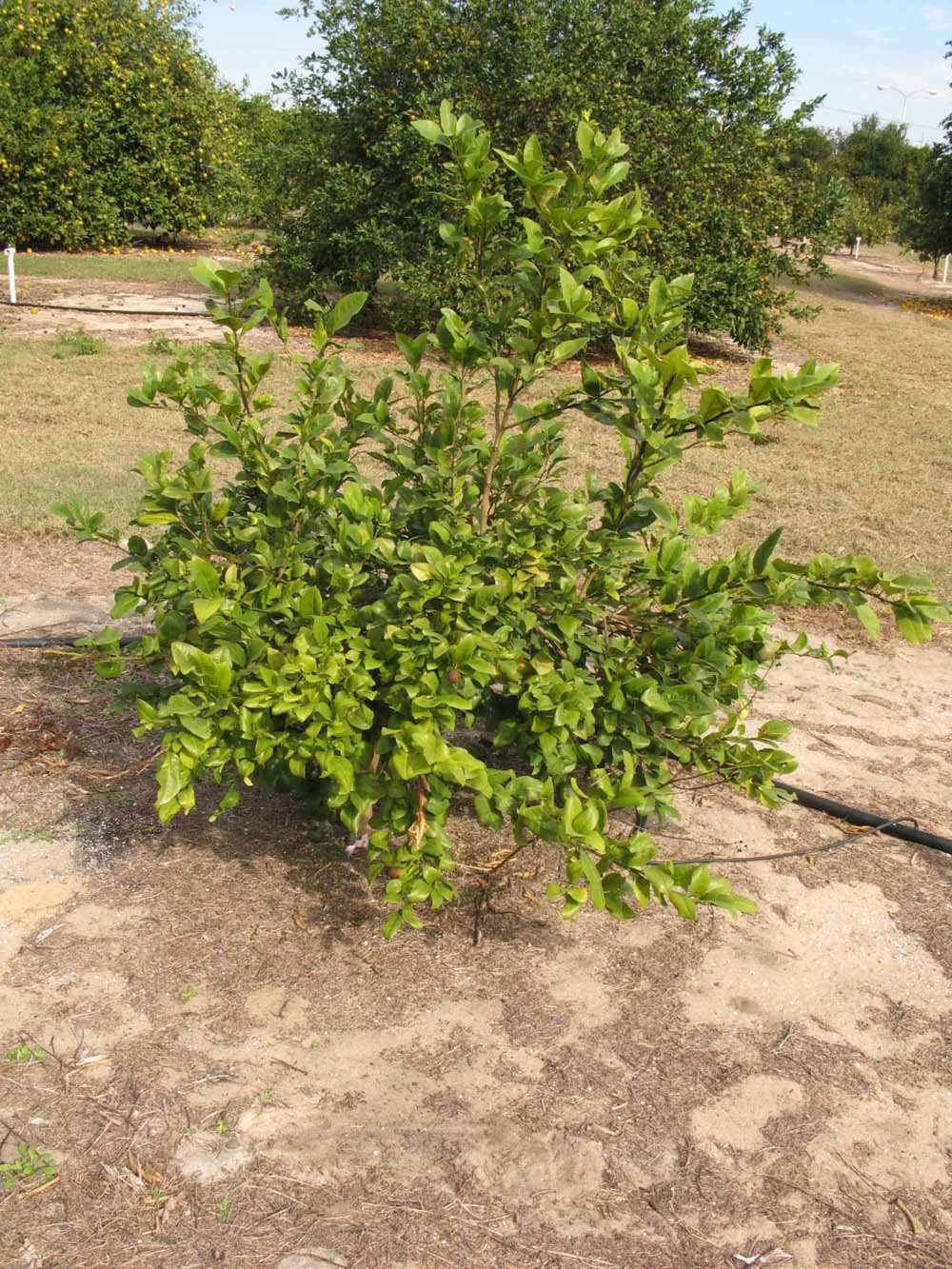              Habit (Winter Haven, FL)       